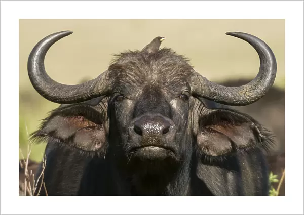 Cape Buffalo (Syncerus caffer), Masai Mara National Reserve, Kenya