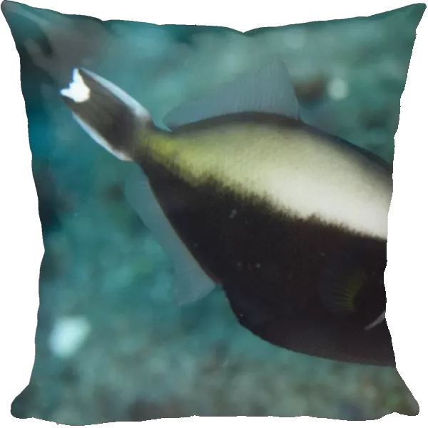 Halfmoon Triggerfish (Sufflamen chrysopterum) adult, swimming, Lembeh Straits, Sulawesi, Greater Sunda Islands