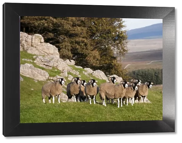 Domestic Sheep, Swaledale flock, standing on limestone pasture, North Yorkshire, England, october