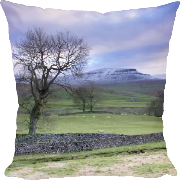 View of bare trees, drystone walls, sheep grazing in pasture and fell after light snow, Pen-y-ghent in distance