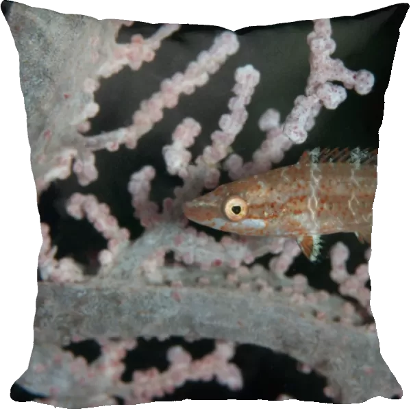 Oriental Wrasse (Oxycheilinus rhodochrous) juvenile, swimming amongst sea fan coral, Lembeh Straits, Sulawesi