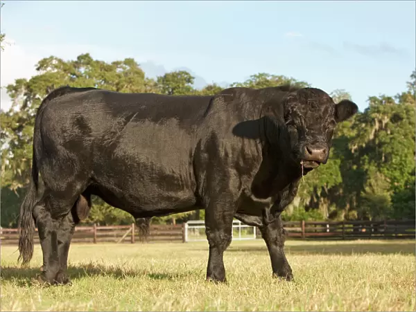 Black angus bull, Central Florida