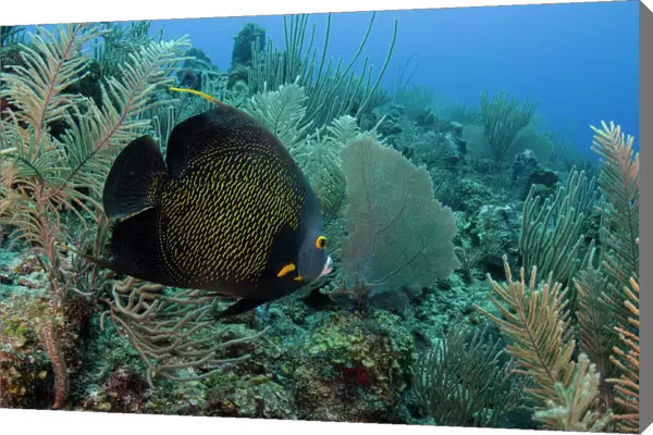 French Angelfish (Pomacanthus pari), Hol Chan Marine Reserve, Ambergris Caye, Belize