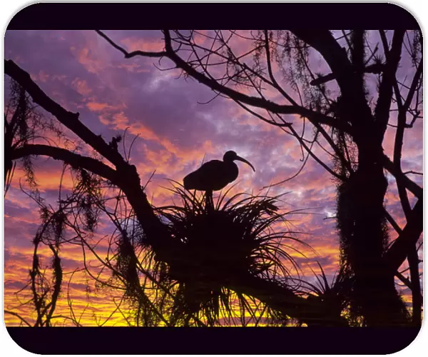 USA, Florida. Ibis on nest at sunset. Credit as: Nancy Rotenberg  /  Jaynes Gallery  /  DanitaDelimont
