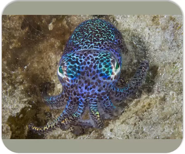 Indonesia, Raja Ampat, Aljui Bay. Close-up of nocturnal bobtail squid. Credit as
