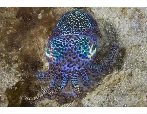 Indonesia, Raja Ampat, Aljui Bay. Close-up of nocturnal bobtail squid. Credit as