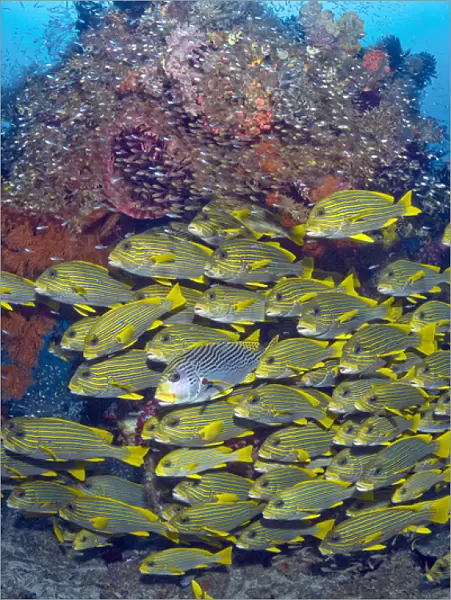Indonesia, Raja Ampat. Schooling sweetlip fish swim past coral reef