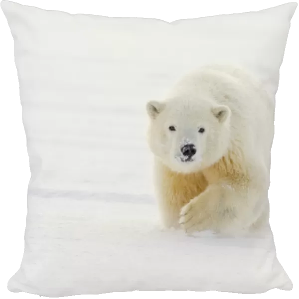 A yearling polar bear cub plays in the snow on the edge of the Beaufort Sea, in ANWR