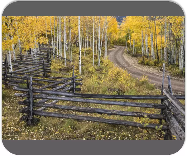Zig zag rail fence and rural forest service road and golden aspen trees in fall