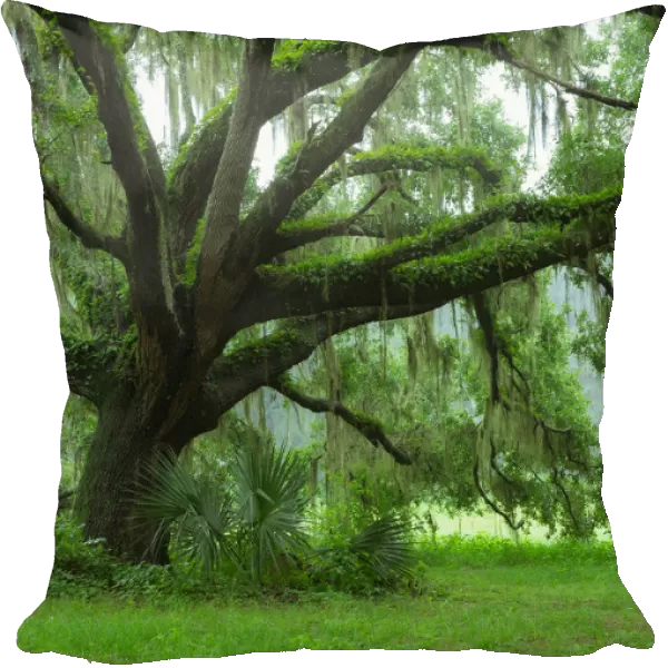 Beautiful Southern Live Oak tree, Quercus virginiana, Central Florida