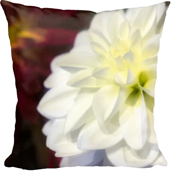 White dahlia, USA