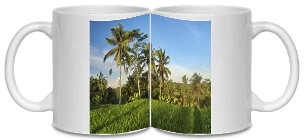 Indonesia, Bali, Ubud. Rice fields and palm trees