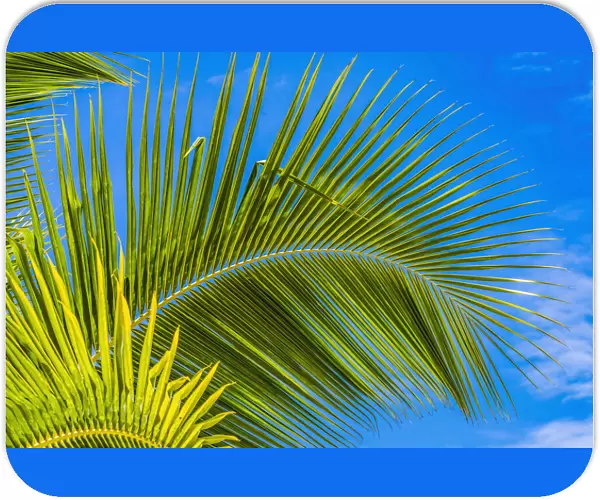 Green palm fronds, Moorea, Tahiti, French Polynesia