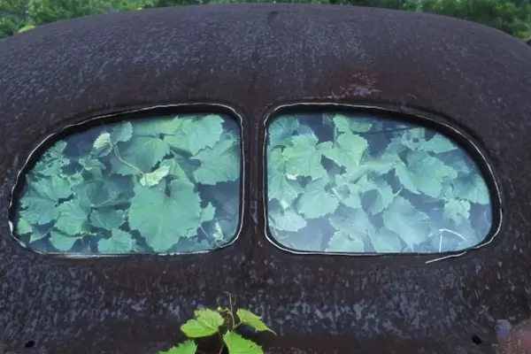 Vintage Oldsmobile car in decay with vines growing in and around it