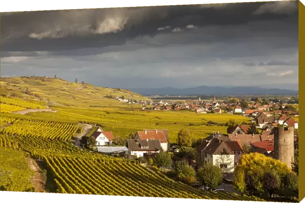 Vineyards above the village of Kaysersberg, France