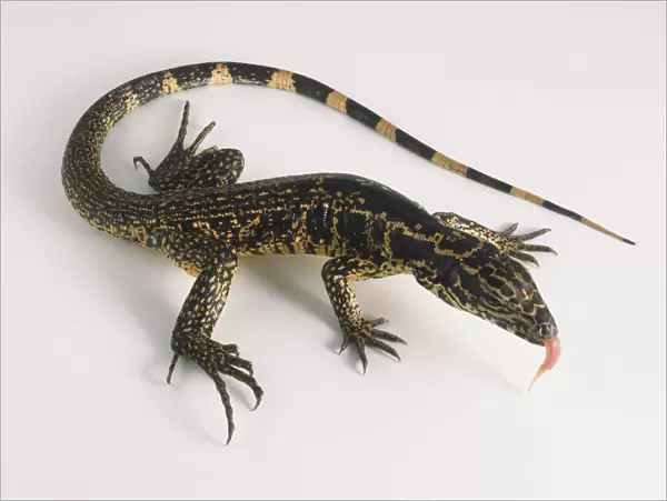 Black tegu (Tupinambis teguixin), lizard sticking its tongue out, view from above