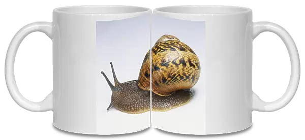 Brown Snail with raised antennae, side view