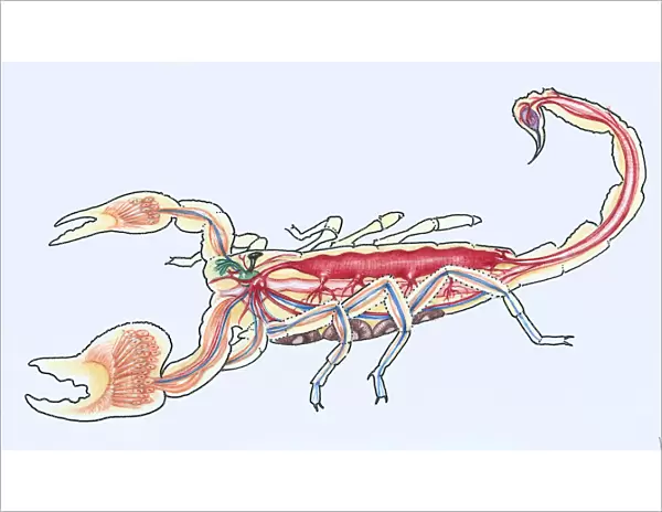 Illustration showing a cross-section of anatomy of the imperial scorpion, Pandinus imperator