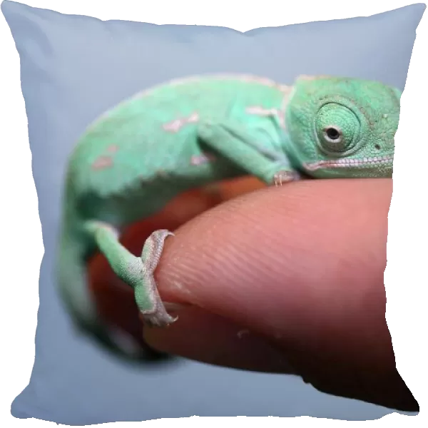 Veiled Chameleon Hatchling