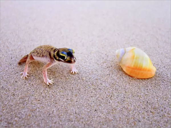 Beach Gecko and Shell Australia