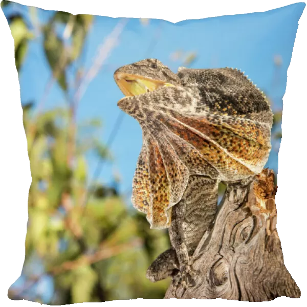 Frilled dragon, Australia