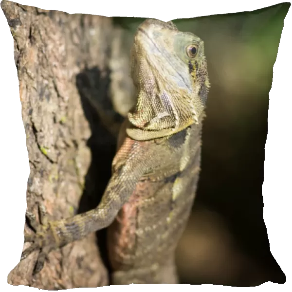 Lizard in Brisbane park