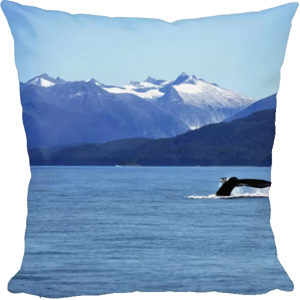 The Sailing of a Humpback Whale and Display of its Tail in Juneau, Alaska, United States of America