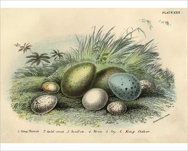 Nest Of Eggs