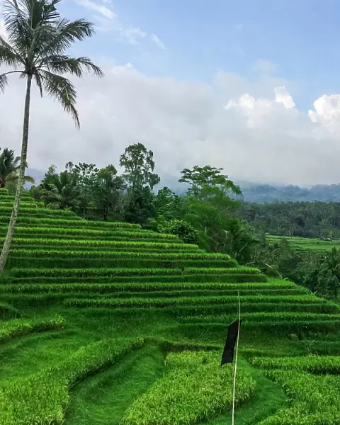 Terraced rice fields, Jatiluwih, Bali, Indonesia