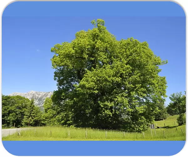 Hindenburg-Linde, lime tree, 1100 years, Large-leaved Lime -Tilia platyphyllos-, height 30m, girth 11. 5m, Ramsau bei Berchtesgaden, Berchtesgadener Land District, Upper Bavaria, Bavaria, Germany