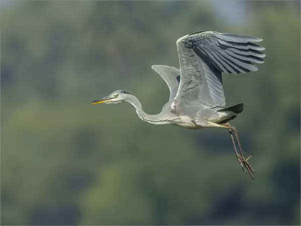 Grey Heron -Ardea cinerea-, Keoladeo National Park, Rajasthan, India
