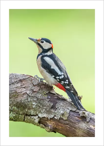 Great Spotted Woodpecker -Dendrocopos major-, Tyrol, Austria