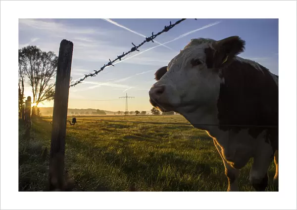 Cow standing on a pasture with a barbed wire fence, at sunrise, Raisting, Upper Bavaria, Bavaria, Germany