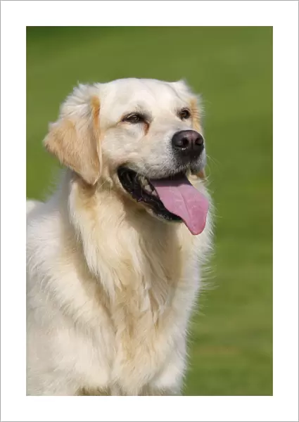 Female Golden Retriever -Canis lupus familiaris-, two-year old dog, portrait