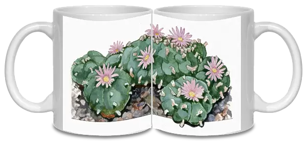 Lophophora williamsii (Peyote) cactus woth pink flowers illustration