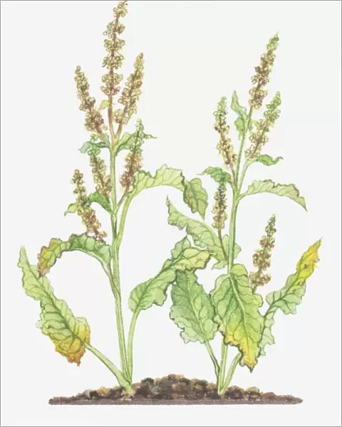 Illustration of Rumex crispus (Curled dock), leaves and flowers