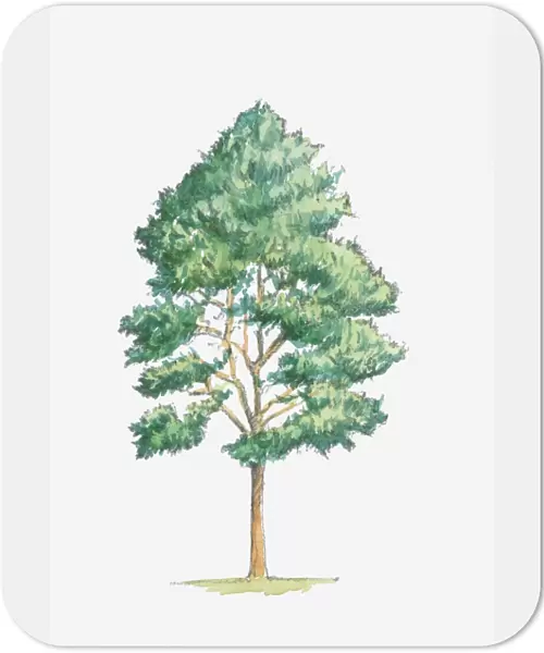 Illustration of Pinus sylvestris (Scots Pine) tree