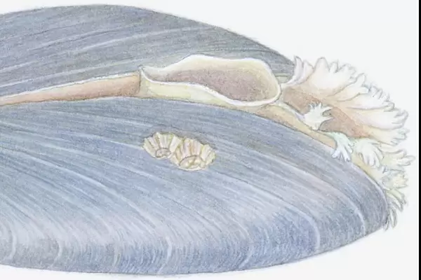 Illustration of Blue Mussel (Mytilus edulis), showing oval opening and fringed opening, and barnacles growing on shell