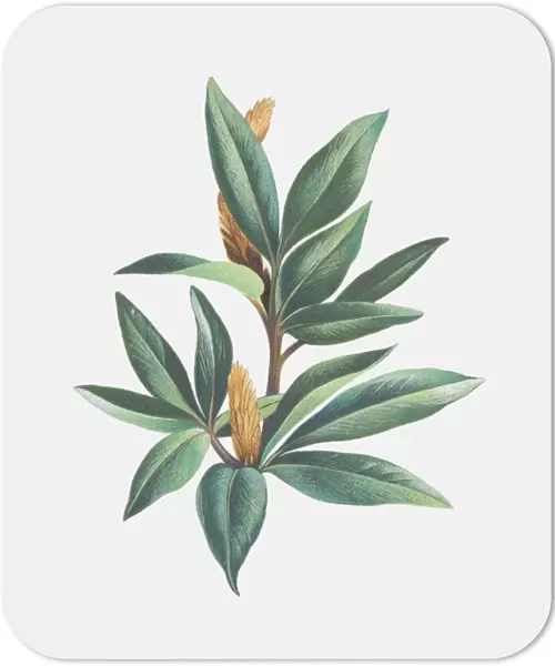 Salix herbacea, Dwarf Willow, leafy sprig and catkins