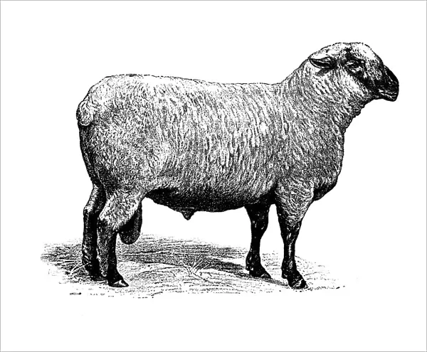 Shropshire sheep
