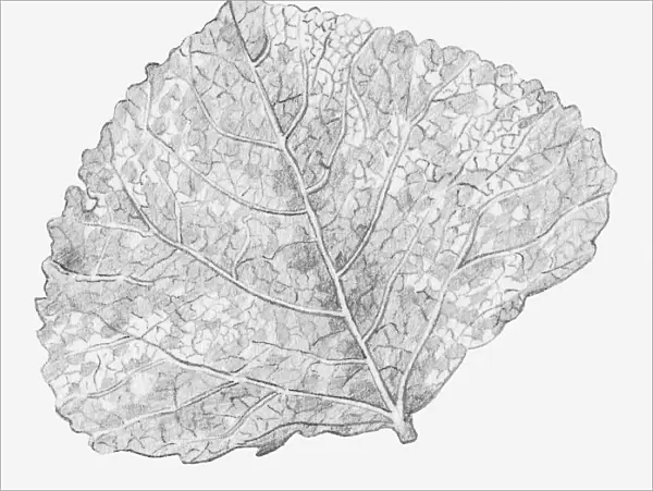 Black and white illustration of a skeletonized leaf, exposing the leaf veins
