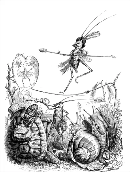 Humanized animals illustrations: Insect circus