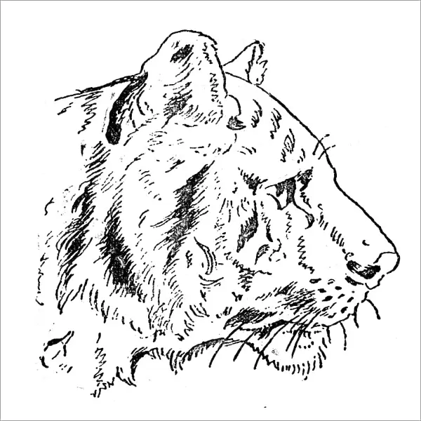 Antique childrens book comic illustration: Tiger profile