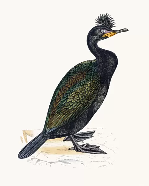 Green Cormorant bird