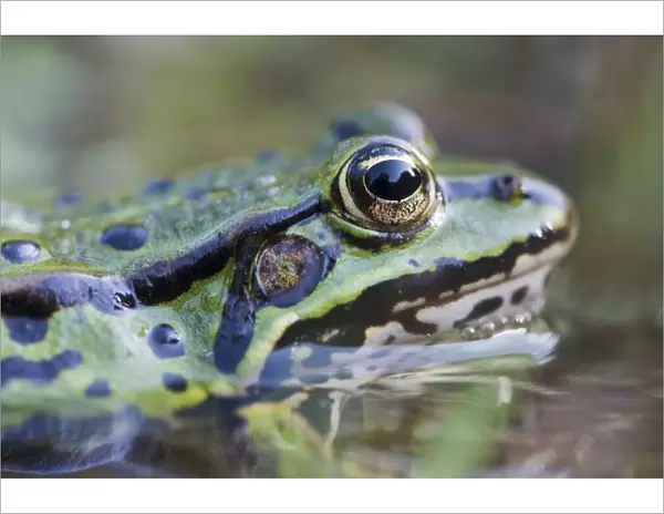 cropped, green, green frog, head shots, natural environment, water frog, waters, wildlife