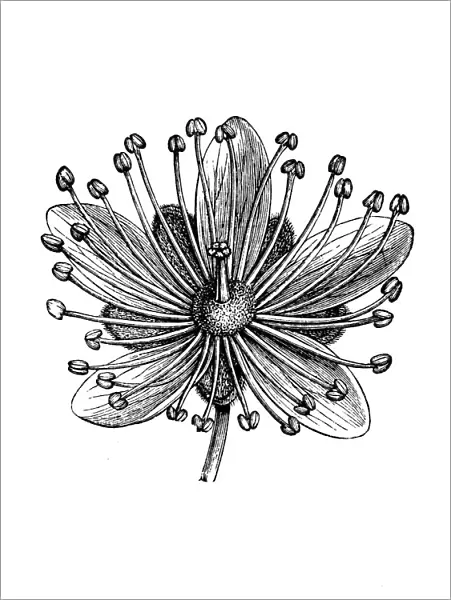 Old engraved illustration of Tilia flowers, Lime flower