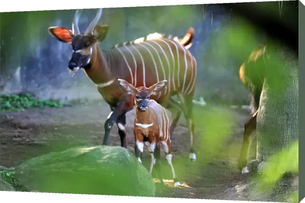 Two Week-old Eastern Bongo Calf and Mother