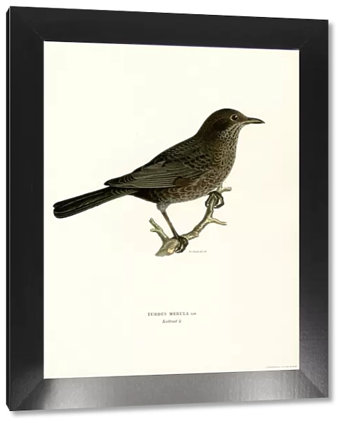 Blackbird (colour litho)