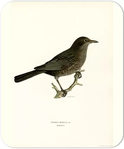 Blackbird (colour litho)
