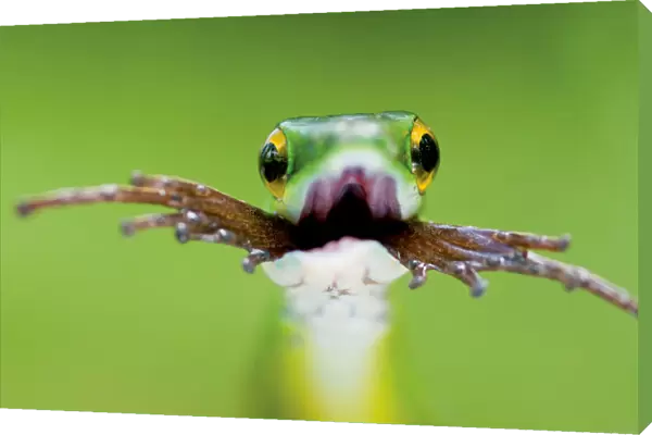 Head portrait of Satiny Parrot snake (Leptophis depressirostris) swallowing frog